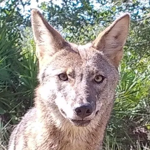 thumbnail for publication: Commonly Asked Questions About Coyotes in Florida